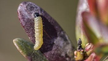 Tordeuse des canneberges consommant les feuilles d’un plant de canneberge